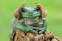 Ếch xanh bị hai con ốc sên “đè đầu cưỡi cổ” 