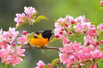 4 con giáp ngoài có đào hoa, trong có tiền bạc