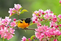 4 con giáp ngoài có đào hoa, trong có tiền bạc