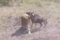 Vừa vượt sông, linh dương đầu bò đã nhận kết cục bi thảm