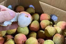 Vải thiều 200 nghìn/kg: Hàng xuất Nhật, khách nội hiếm được ăn