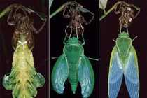 Những màn lột xác độc đáo trong thế giới động vật