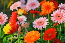 Từ Rằm tháng 6 Âm, 3 con giáp may nhất thiên hạ, gánh vàng còng lưng 