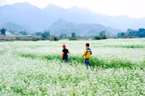 Những điểm check in hoa cải trắng Mộc Châu đẹp quên lối về