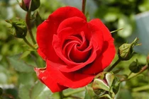 Cuối tháng 5, 3 con giáp gặp được quý nhân