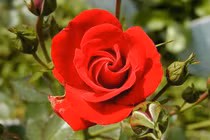 Cuối tháng 5, 3 con giáp gặp được quý nhân