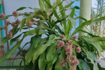 5 loại cây cực hiếm ra hoa, mỗi khi ra hoa chính là “điềm báo” 