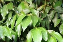 Đặt vài chiếc lá này trong nhà, đảm bảo gián không dám “bén mảng”