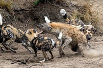 Chó hoang “đánh hội đồng” xử đẹp linh cẩu