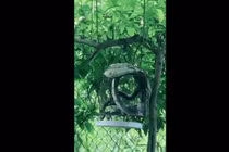 Con rắn chui vào lồng chim để ăn thịt : Đây là loài rắn gì? 