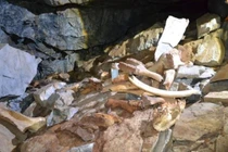 Phát hiện hang động chứa đầy xương voi ma mút, tê giác và gấu 
