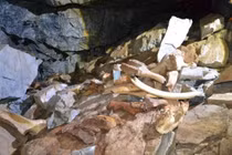 Phát hiện hang động chứa đầy xương voi ma mút, tê giác và gấu 