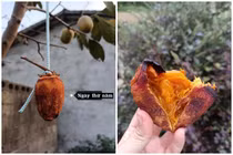 Tập tành làm hồng treo gió, cô gái nhận về cái kết...