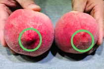 Đào có ngọt hay không, bạn có thể xem tại đây?