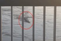 'Thủy quái' sông Hàn dài gần 10m bơi linh hoạt gây xôn xao 