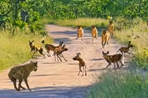 Linh cẩu mượn sức của vua sư tử để tiêu diệt kẻ thù