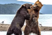 Màn “đấu quyền anh” kịch tính của hai chú gấu khổng lồ 