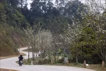 Chiêm ngưỡng con đường hoa lê dài nhất Việt Nam