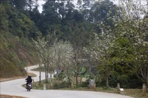 Chiêm ngưỡng con đường hoa lê dài nhất Việt Nam