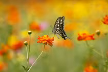 Tháng 3, 3 con giáp đón phần thưởng quý giá