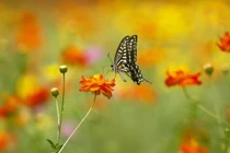 Tháng 3, 3 con giáp đón phần thưởng quý giá