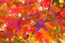 Ai sinh ngày Âm lịch này trọng tình nặng nghĩa, cuộc đời rộng mở