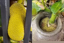 Quả mít mọc sai trái, gia chủ cầu cứu netizen bày kế thu hoạch