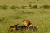 Cả gan tấn công ‘lãnh chúa vùng đổng cỏ’, trâu rừng phải trả giá