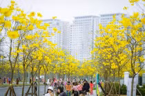 Hàng phong linh Hà Nội nở vàng rực, hút giới trẻ check in