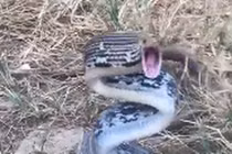 Video: Rắn hổ ngựa dữ tợn, ngóc đầu, há miệng tấn công người đàn ông