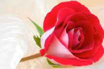 3 con giáp cần cù bù khả năng, từ con số 0 đi lên