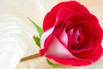 3 con giáp cần cù bù khả năng, từ con số 0 đi lên