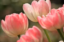 3 con giáp rũ bỏ vận xui, vượng đường thăng tiến