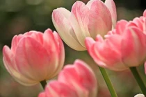 3 con giáp rũ bỏ vận xui, vượng đường thăng tiến