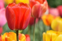 Từ ngày 15/8, 3 con giáp có phúc khí tràn đầy