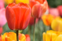 Từ ngày 15/8, 3 con giáp có phúc khí tràn đầy