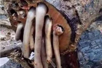 Loại giun màu trắng khiến người dân kiếm được rất nhiều tiền