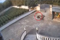 Cổng sắt kiên cố bị "sinh vật lạ" húc văng: Rốt cuộc là con gì?