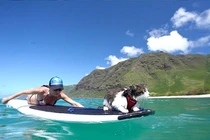 Chú mèo ở Hawaii nổi tiếng với tài lướt sóng trên biển