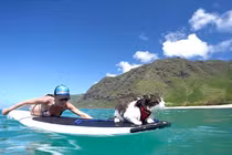 Chú mèo ở Hawaii nổi tiếng với tài lướt sóng trên biển