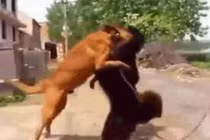 Video: Chó becgie tử chiến chó ngao Tây Tạng và cái kết gay cấn