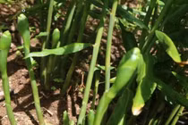 Hoa của loại củ quen thuộc tưởng bỏ đi không ngờ là món ăn lạ