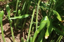 Hoa của loại củ quen thuộc tưởng bỏ đi không ngờ là món ăn lạ