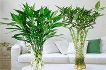 Nên trồng bao nhiêu cây trúc phát tài để hút lộc, nuôi điềm lành?