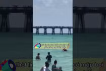 Thót tim khoảnh khắc cá mập bơi gần những người tắm biển