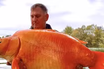 Câu được cá vàng khổng lồ nặng 30kg