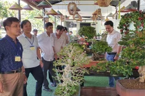 Xuất hiện 40 cây cảnh bonsai dáng độc của tỉnh Khánh Hòa
