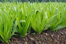 Bất ngờ với tác dụng của loại rau giàu canxi 