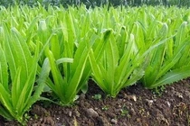 Bất ngờ với tác dụng của loại rau giàu canxi 