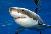 Kinh hoàng khoảnh khắc chạm trán cá mập trắng khổng lồ